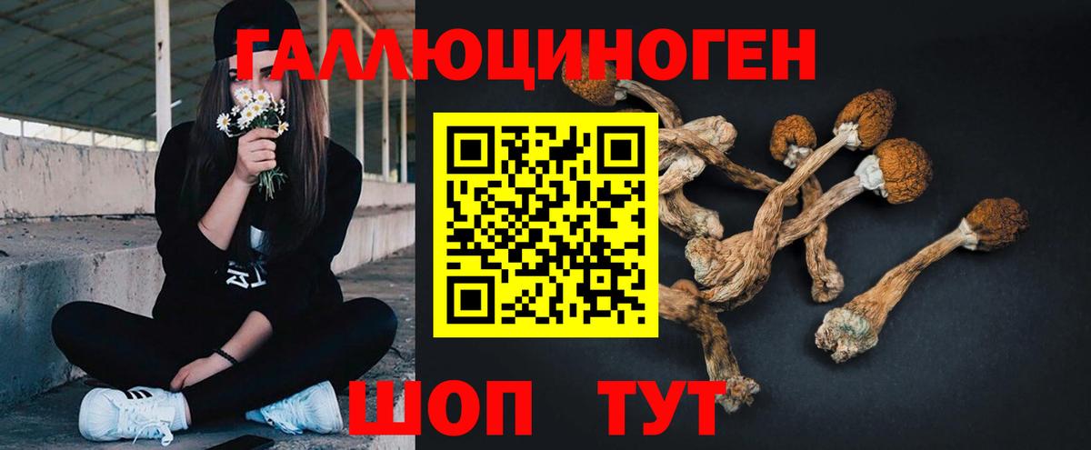 Галлюциногенные грибы Psilocybine cubensis Полысаево